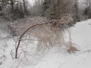 This weeping willow, grown from a cut shoot, fell across Tom's driveway and had to have its top removed