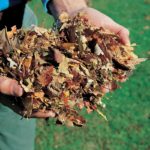 DR Leaf and Lawn Vac shredded leaves ready for the compost pile